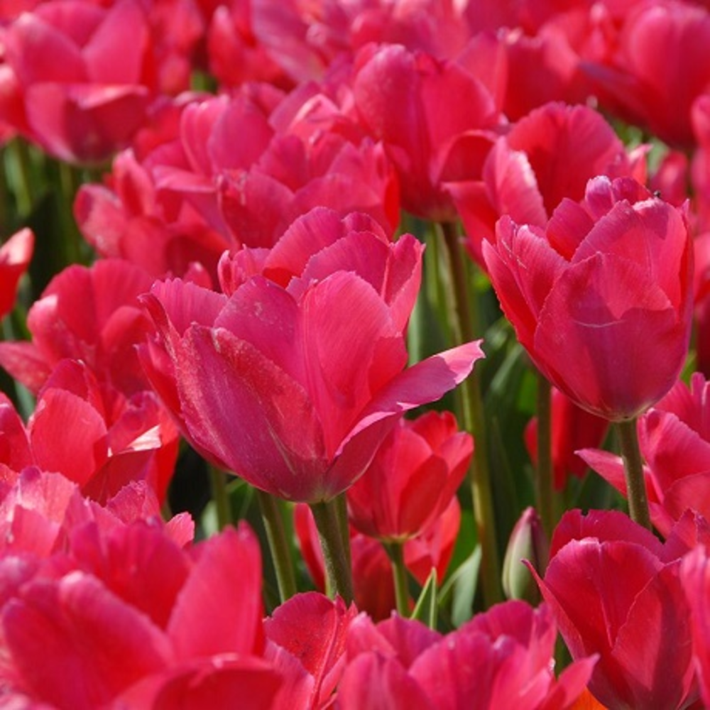 Lady Van Eijk Tulip Bulbs | Buy Online | Boston Seeds